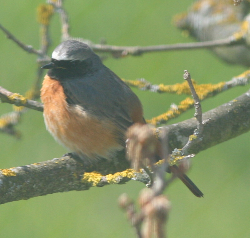 joli petit passereau papillons jardin